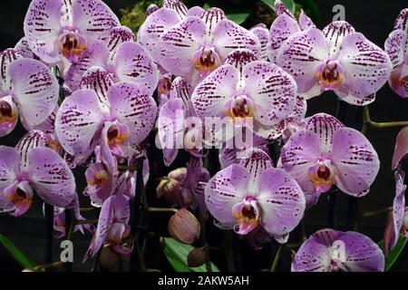 Ein Haufen Blasser lila Phalaenopsis 'Kasshi' Moth Orchid Blumen auf der Harrogate Spring Flower Show. Yorkshire, England, Großbritannien. Stockfoto