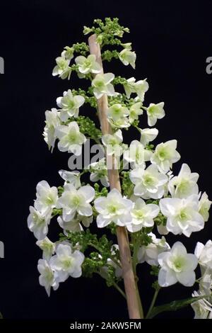 Weiße Oakleaf Hydrangea 'Hydrangea Quercifolia' Schneekönigin ('Flemygea') Blumen auf der Harrogate Spring Flower Show. Yorkshire, England. Stockfoto