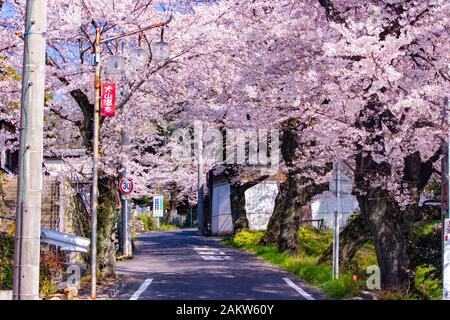 Die Straße in Japan ist von Kirschblüten gesäumt und in voller Blüte Stockfoto