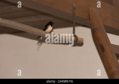 Barn Swallow (Hirundo rustica) oder schneller, schöner schwarzer Vogel mit braunem Gesicht auf Stangen in einer Scheune sitzend Stockfoto