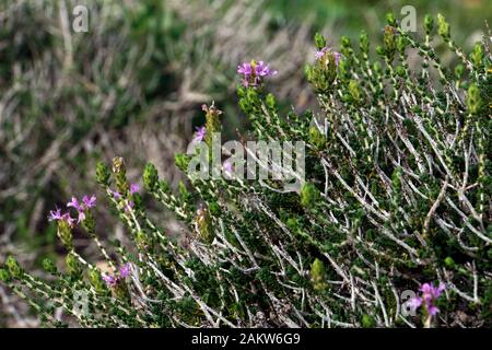 Kopfiger Thhymian (Thymbra Capitata), Marfa Ridge, Mellieha, Malta Stockfoto