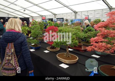 Blonde Frau, Die Auf der Harrogate Spring Flower Show auf japanische Bonsai-Miniaturbäume schaut. Yorkshire, England, Großbritannien. Stockfoto