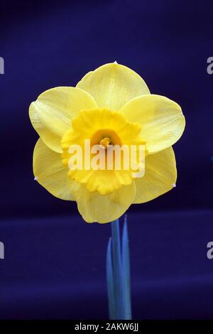 Einsame gelbe Stammzellen Narzisse Blume "isquiet' auf dunkelblauem Hintergrund im Frühjahr Harrogate Flower Show. Yorkshire, England, UK. Stockfoto