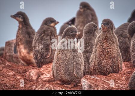 Küken von adelie-pinguinen, die auf braunem Felsland der Antarktis stehen und auf ihre Eltern warten. Nahaufnahme selektive Fokussierung Tierwelt Stockfoto