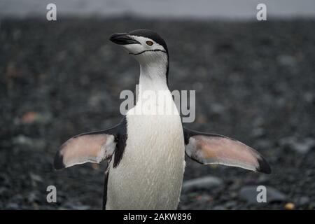Nahaufnahme vorne auf einem Kinnblechpinguin, der seine Flügel ausbreitet und auf dem felsigen Boden der Antarktis steht