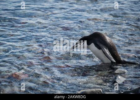 Kinnblechpinguin steht in Wasser mit felsigem Boden und Blick nach unten. Wildlife Foto der Natur der Antarktis. Nahansicht mit hoher Winkelansicht und Kopie