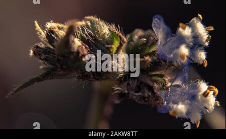 Eine Blume wächst in eine Rasenfläche in Südafrika. Stockfoto