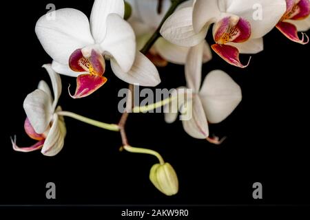 Orchidee Stockfoto