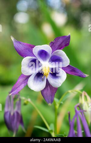 Ein wunderschönes Kontrastspiel zwischen violett, weiß und gelb der Aquilegia-Blume Stockfoto