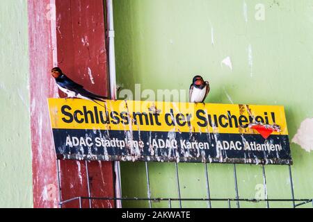 Urban Birds Scheune Schwalbe Hirundo rustica sitzend auf Anzeige Firma ADAC Germany Europe Uban Bird Wild Urban Animals Schwalben hoch oben stehend Stockfoto