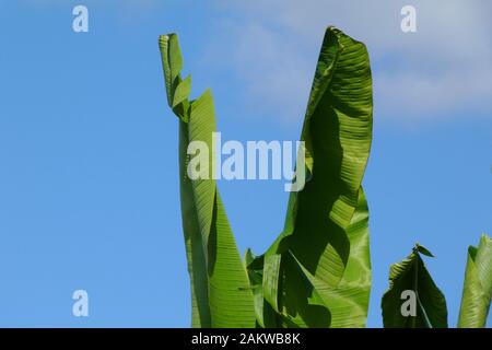 Riesiger grüner Bananenbaum im Nahaufnahme. Hellblauer Himmel. Natur- und Frischekonzept. Lebendige Sommerszene. Mediterrane Stimmung Stockfoto