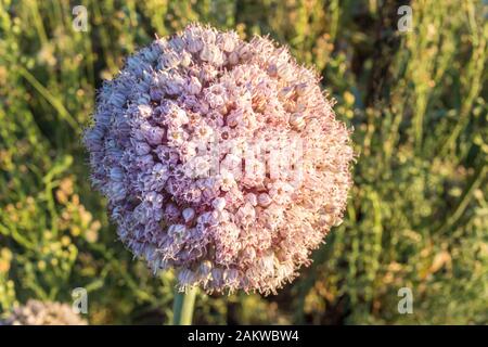 Zwiebelblüte im Zwiebelfeld Stockfoto