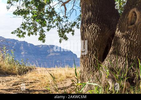 Alte alte Eiche in der Nähe von Barrydale, Südafrika mit Berg im Hintergrund Stockfoto
