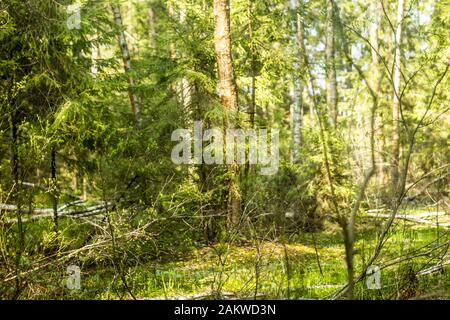 Die Frühlings-Taiga wird von der Sonne angezündet. Mischwald aus Fichten und Laubbäumen. Guter Hintergrund für ein Gelände über Wald, Natur, Park, Pflanzen, Reisen. Stockfoto