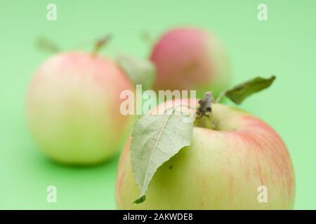 Saftige Äpfel auf grünem Grund. Stockfoto