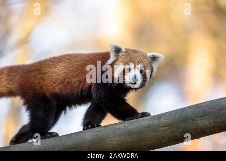 Roter Panda oder kleiner Panda, Ailurus fulgens, auf einem Baumstamm mit natürlichem Hintergrund Stockfoto