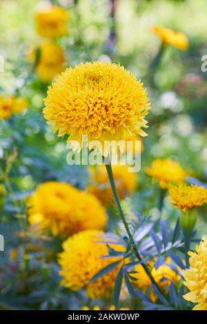 Tagetes erecta, gemeinhin Tagete genannt, eine Art der Familie der Asteraceae. Ringelblume (mexikanische, aztekische oder afrikanische Ringelblume) im Garten. Stockfoto