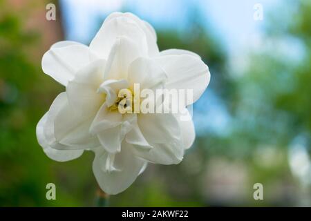 Kleine weiße Blume auf einem verschwommenen Hintergrund von Himmel und grünem Blatt. Stockfoto