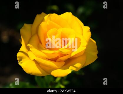 Leuchtend gelbe Rose im Garten auf einem verschwommenen dunklen Hintergrund. Stockfoto