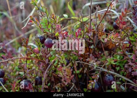 Bereiten Sie große Preiselbeeren auf einem Feld vor. Stockfoto