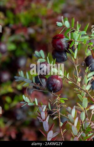 Bereiten Sie große Preiselbeeren auf einem Feld vor. Stockfoto