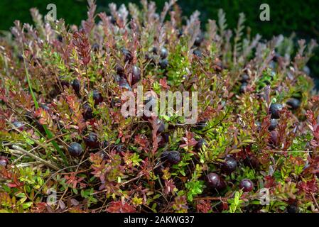 Bereiten Sie große Preiselbeeren auf einem Feld vor. Stockfoto