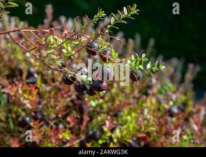 Bereiten Sie große Preiselbeeren auf einem Feld vor. Stockfoto