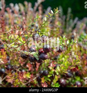 Bereiten Sie große Preiselbeeren auf einem Feld vor. Stockfoto