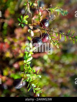 Bereiten Sie große Preiselbeeren auf einem Feld vor. Stockfoto