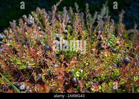 Bereiten Sie große Preiselbeeren auf einem Feld vor. Stockfoto