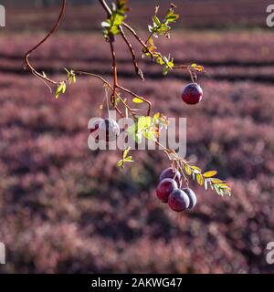 Bereiten Sie große Preiselbeeren auf einem Feld vor. Stockfoto