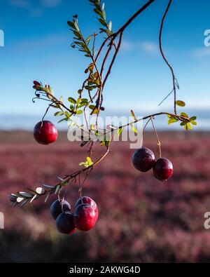 Bereiten Sie große Preiselbeeren auf einem Feld vor. Stockfoto