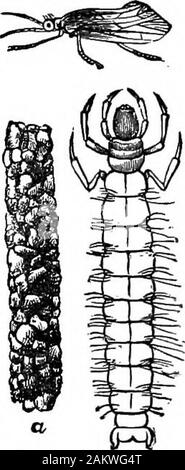 Erste Lektion in Zoologie: Angepasst für den Einsatz in Schulen. sind Oory-dalus, das LACE-winged Fliegen {Chry - sopa) und die Ant-Löwe. Theiydung des lace-winged Fliegen hasgreat sichelförmige Backen, Aphides andfeeds auf. Der Skorpion fliegt. - Diese Insekten rep-ärgern sich über die Ordnung Mecoptera. Ihre wingsare eng und lang, daher der Name der Bestellung (Griechisch, mecos, Länge). Sie arenet geäderten Insekten, aber unterscheiden sich von theNeuroptera in larvse wie caterpil - Lars; während sich der Kopf des Erwachsenen ist elongatedand beaked, mit minute Backen am Endedes Schnauze. Die Köcherfliegen. - Diese bilden theorder Trichoptera (G Stockfoto