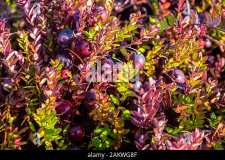 Bereiten Sie große Preiselbeeren auf einem Feld vor. Stockfoto