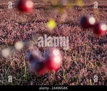 Bereiten Sie große Preiselbeeren auf einem Feld vor. Stockfoto