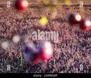 Bereiten Sie große Preiselbeeren auf einem Feld vor. Stockfoto