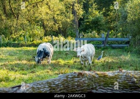 Belgische Blaue Kühe, spezielle Fleischbrühe auf Rasenfeld und verschwommener Reihervogel neben ihnen, am sonnigen Tag, Flämischer Teil, Belgien, Europa Stockfoto