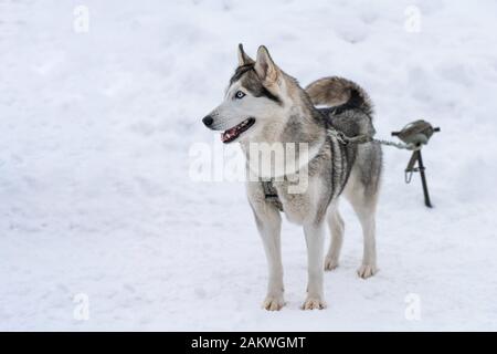 Sibirischer Husky-Hund an der Leine, wartet auf Schlittenhunderennen, Winterhintergrund. Einige Erwachsene Haustiere vor dem Sportwettbewerb. Stockfoto