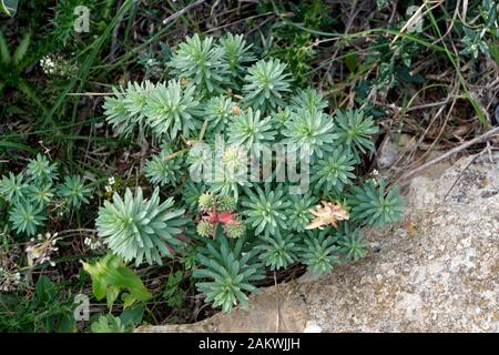 Palisaden-Wolfsmilch (Euphorbia characias), Dingli, Malta Stockfoto