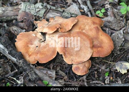 Rhodocybe gemina, bekannt als braune rosafarbene Kieme, essbare Wildpilze aus Finnland Stockfoto