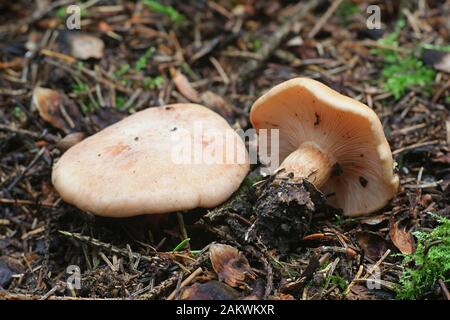 Rhodocybe gemina, bekannt als braune rosafarbene Kieme, Speisepilze aus Finnland Stockfoto