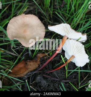 Mycetinis scorodonius, wie Vampire bane oder Knoblauch duftende Pilz bekannt, wilde essbarer Pilz aus Finnland Stockfoto