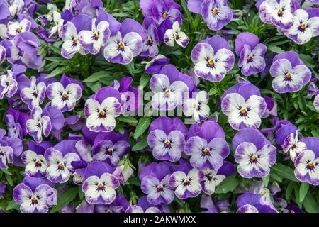 Tiefblaue und weiße Pansenblüten Stockfoto