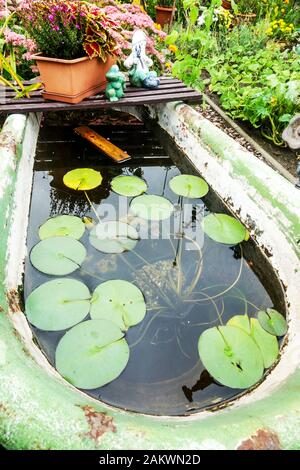 Garten Seerosenpflanze wächst in einer alten Badewanne, kleiner Gartenteich Deutschland Kleingartengarten Natur Stockfoto