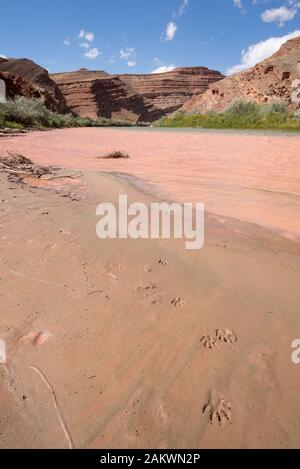 Animal tracks auf einer Schlick Bar entlang der San Juan River im Bundesstaat Utah. Stockfoto