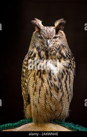 Eurasische Eagle-Eule oder Bubo-Bubo, eine der größten Eulenarten, die auf einem Perch sitzt Stockfoto