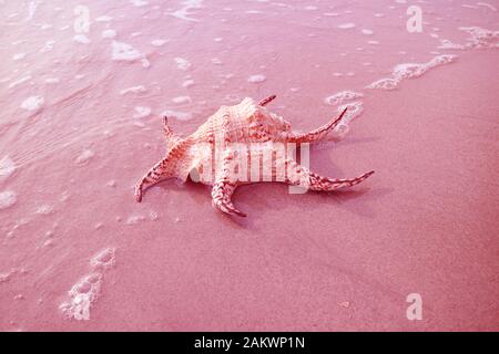 Surreal Pop Art Style Pink Colored Chiragra Spider Conch Shell on Sand Beach with Sea Foam Stockfoto