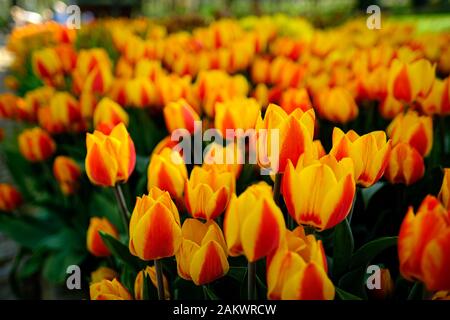 Ein Blumenbeet mit wunderschöner gelb-orange blühender Apeldoorns elite Tulpenblume in der Frühlingssaison unter der Sonne. Stockfoto