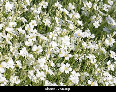 Verfilztes Hornkraut, Cerastium tomentosum, im Frühjahr Stockfoto