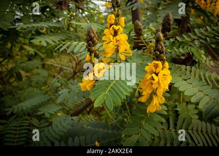 Wunderschöne gelbe Blumen, die häufig als Popcorn-Kassie (Senna didymobotrya) bezeichnet werden, die in Masinagudi, im Mudumalai-Nationalpark, in Tamil Nadu, in der Karnataka-St, zu sehen sind Stockfoto